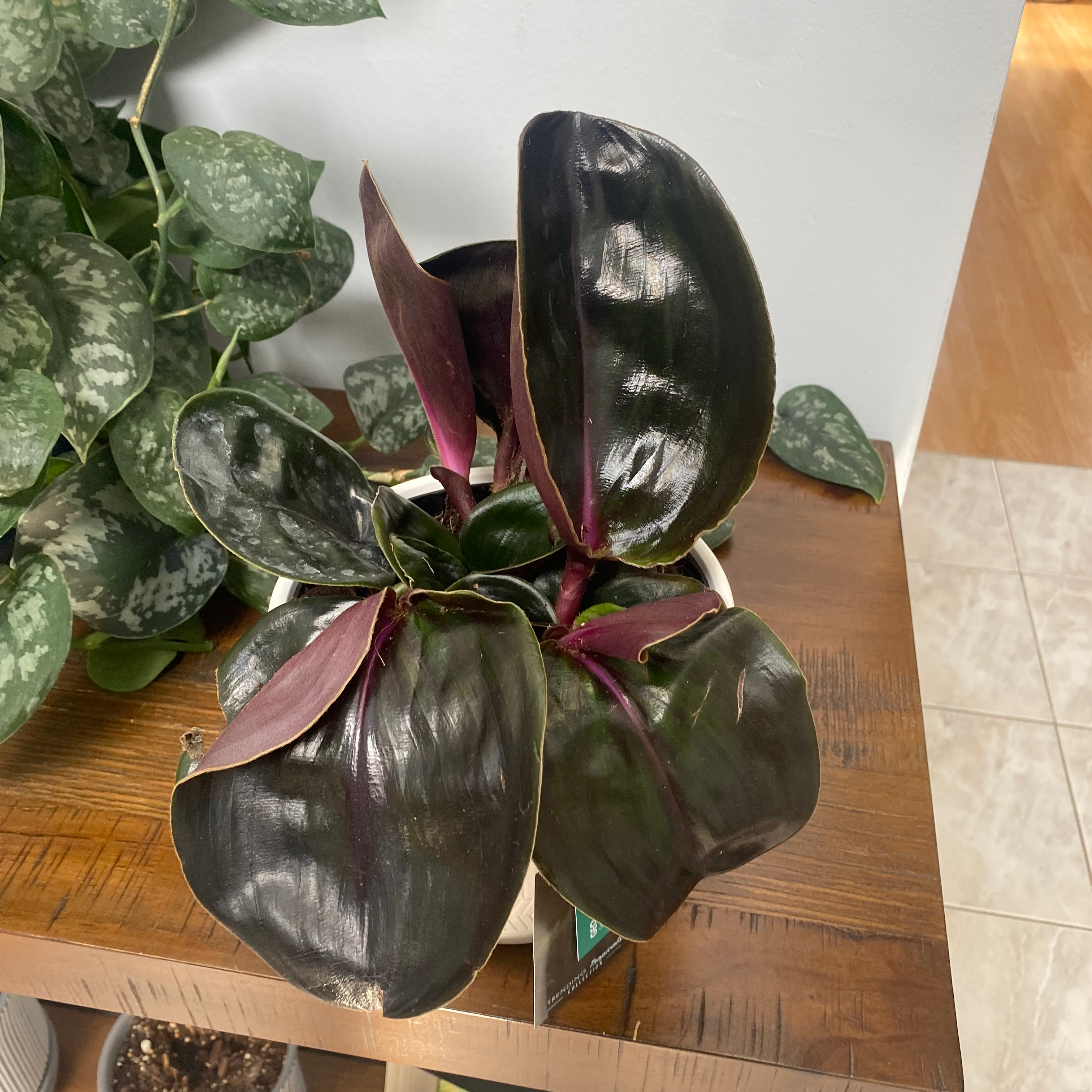 Geogenanthus ciliatus plant with dark, glossy leaves and purple undersides in a pot.