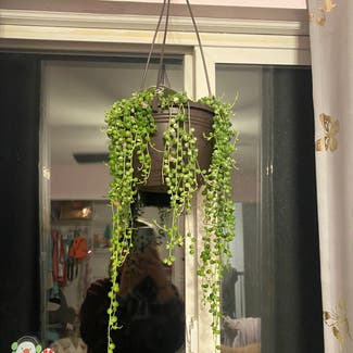 String of Pearls plant in Richmond, Michigan