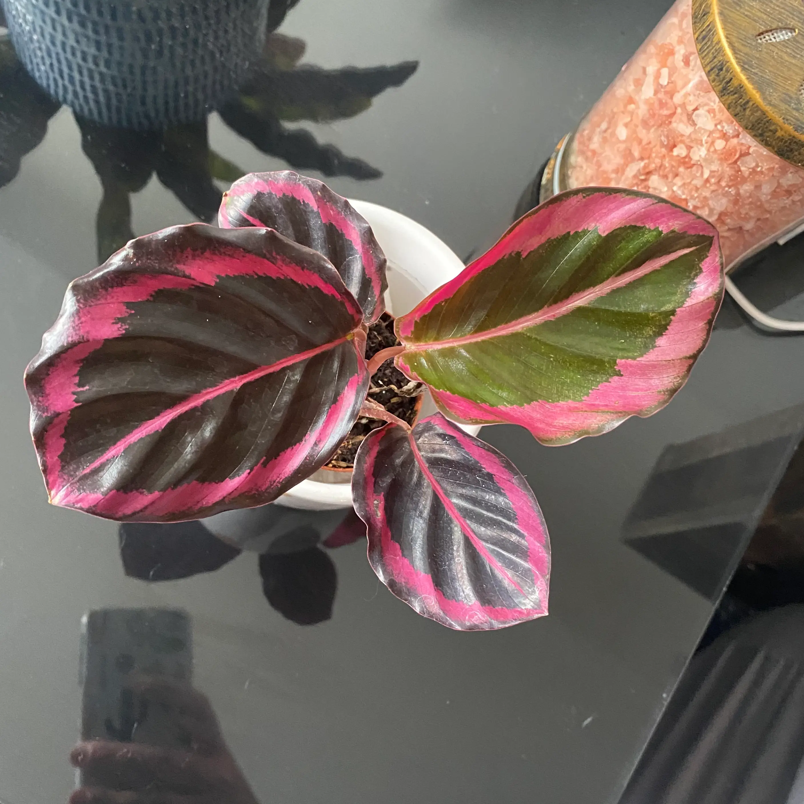 Prayer Plant Dottie with vibrant pink and dark green leaves in a white pot.