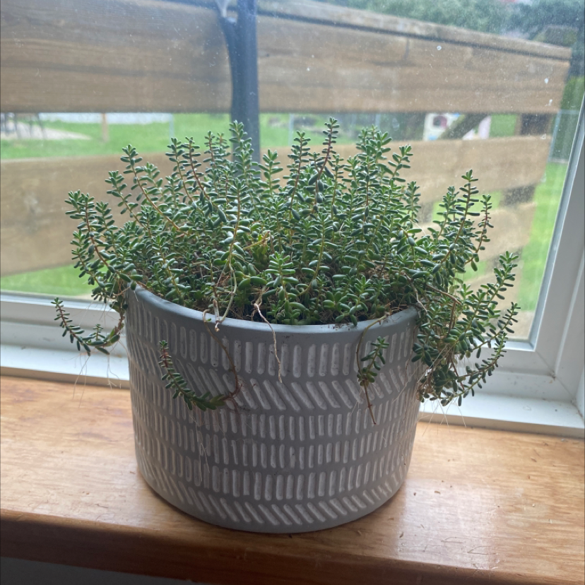 Potted White Stonecrop plant on a windowsill in a patterned pot.