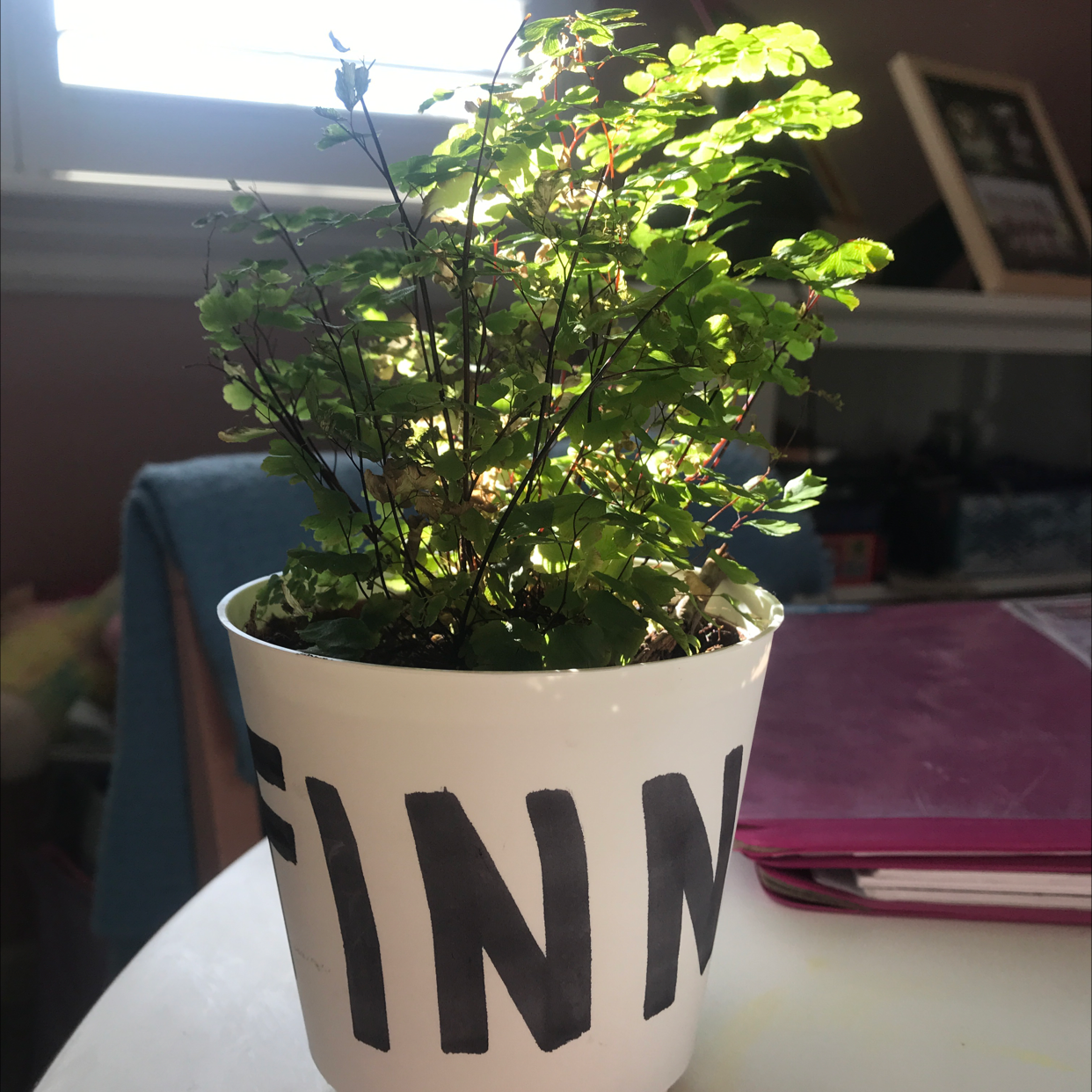 Maidenhair Fern in a white pot labeled 'FINN' on a table indoors.