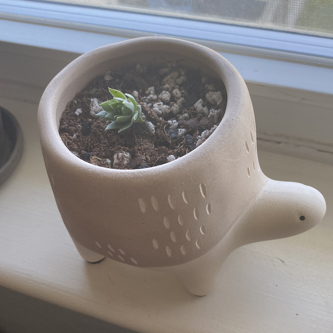 Photo of the plant species Echeveria calderoniae by @Kt named Turt on Greg, the plant care app