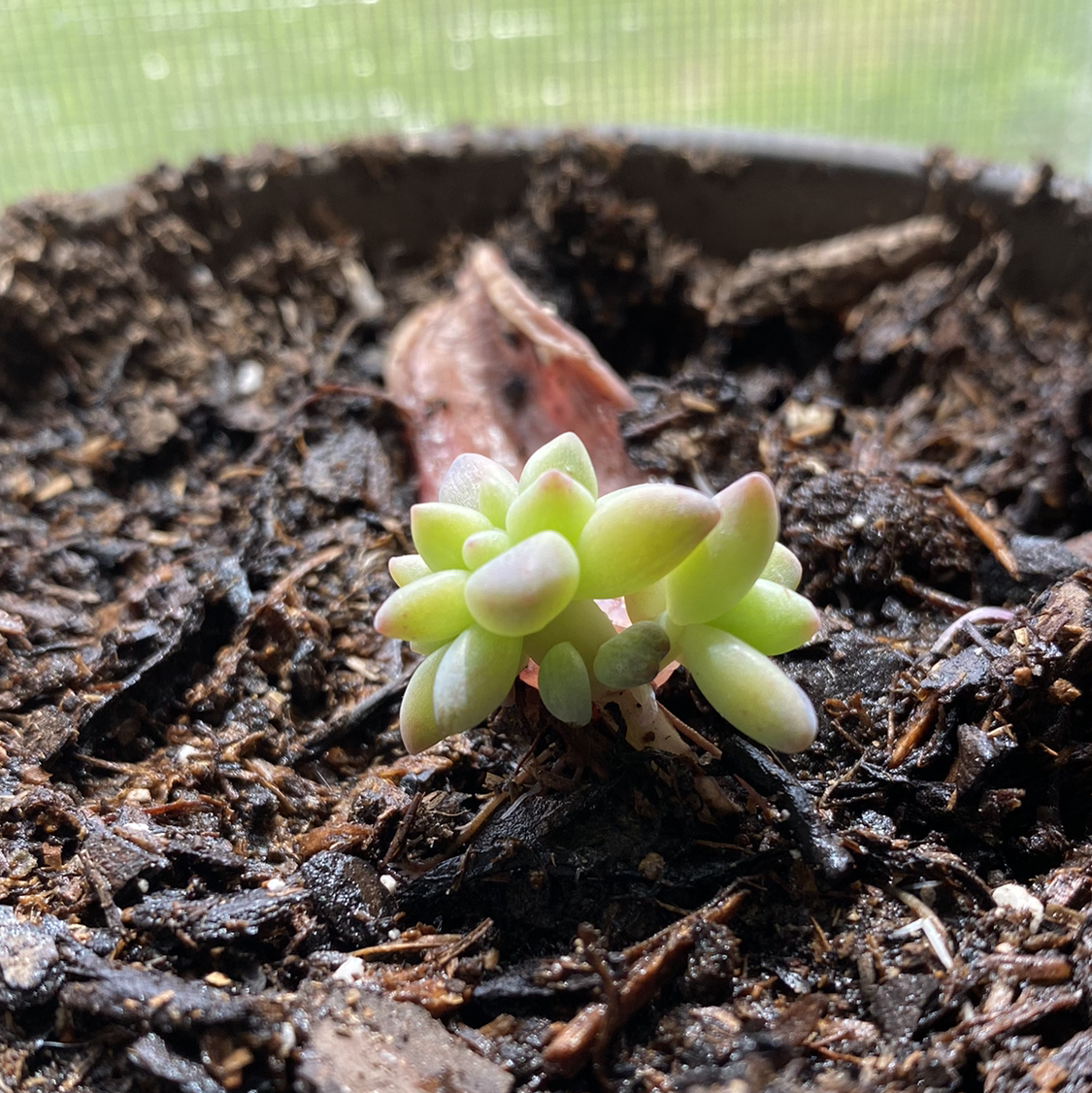 Young Graptopetalum succulent in a pot with visible soil.