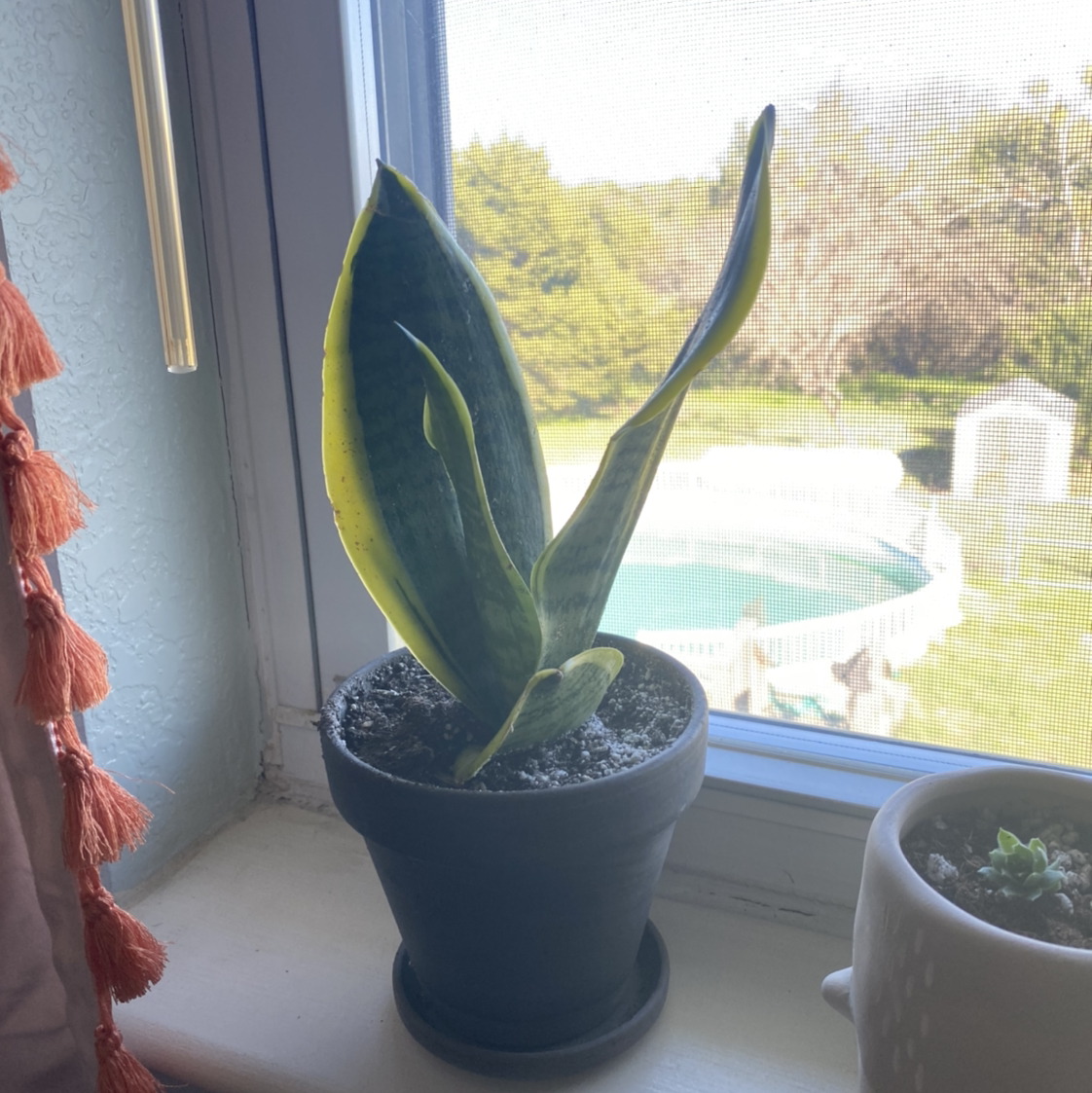 Sansevieria 'Frozen' plant on a windowsill with some yellowing along the leaf edges.