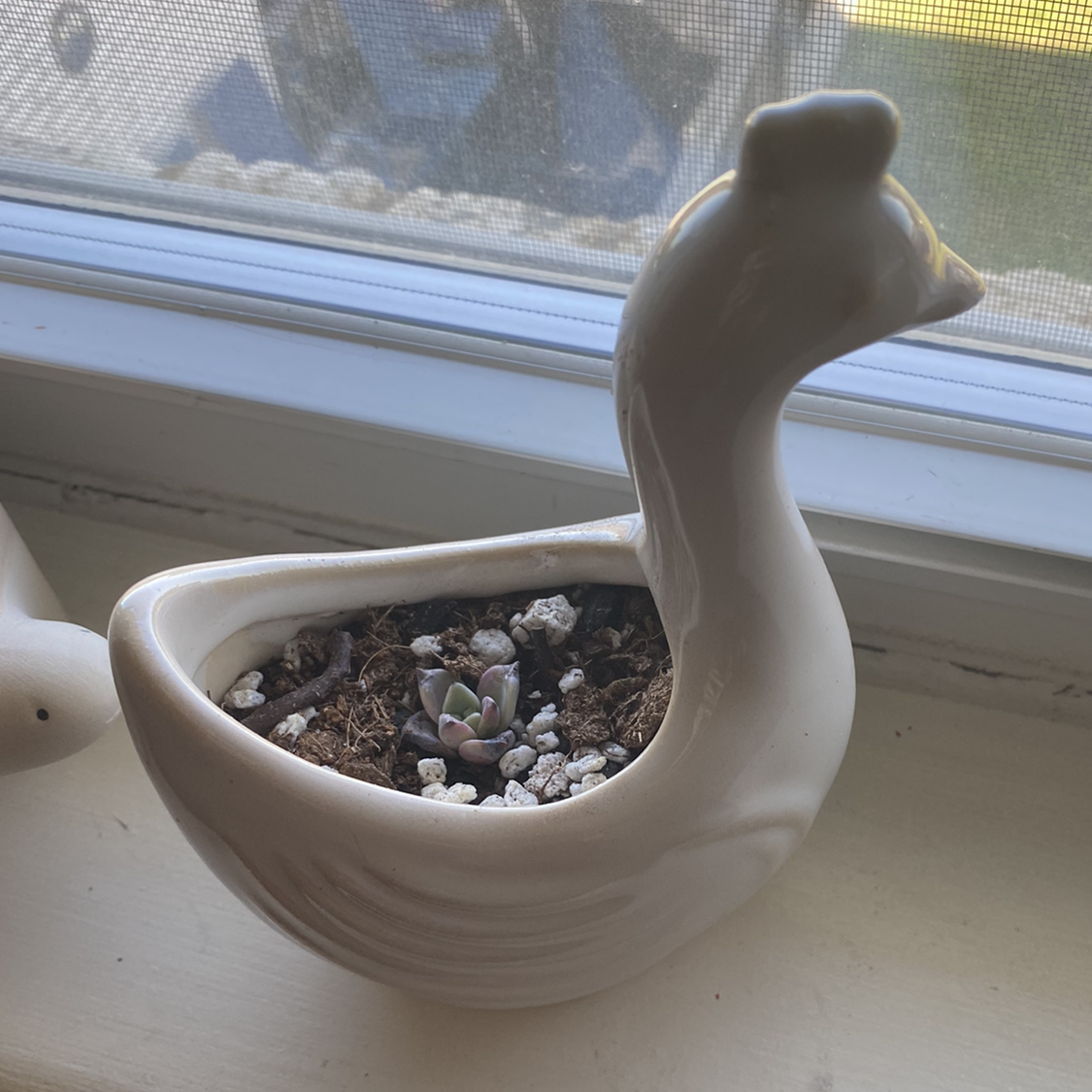 Small Graptopetalum succulent in a decorative bird-shaped pot on a windowsill.