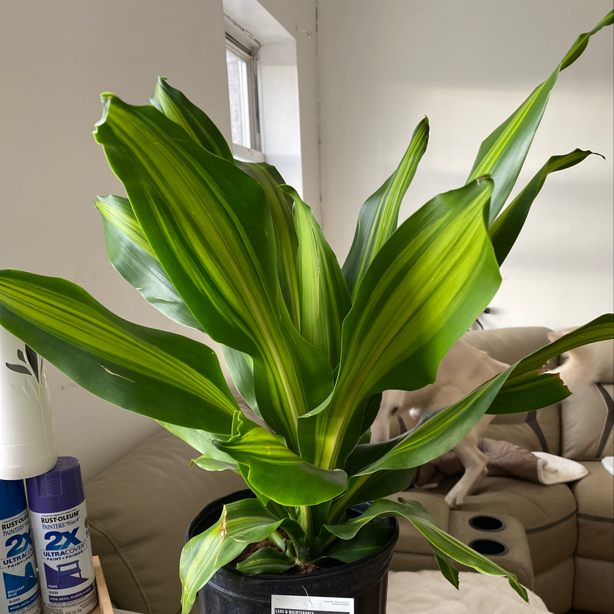 Dracaena 'Golden Heart' plant with vibrant green and yellow-striped leaves in a pot.