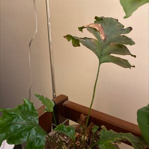 Split Leaf Philodendron plant photo by Stacy named Bieber on Greg, the plant care app.
