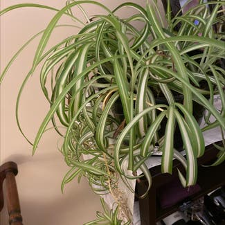 Spider Plant plant in Bedford, New Hampshire