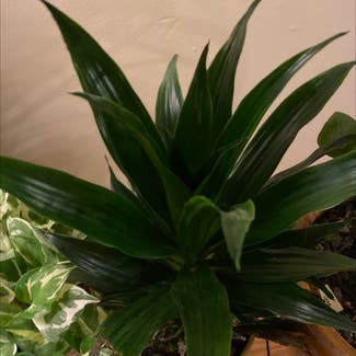 Bromeliad plant in Bedford, New Hampshire
