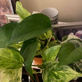 Golden Pothos plant in Bedford, New Hampshire
