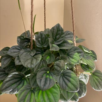 Emerald Ripple Peperomia plant in Bedford, New Hampshire