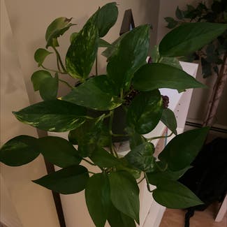 Golden Pothos plant in Bedford, New Hampshire