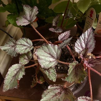 Rex Begonia plant in Bedford, New Hampshire