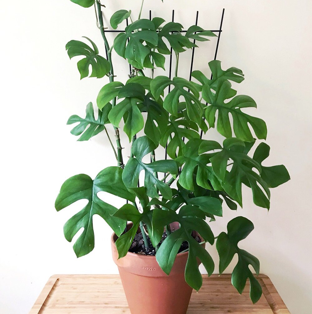Photo of the plant species Mini Monstera by Syu named Mollie on Greg, the plant care app