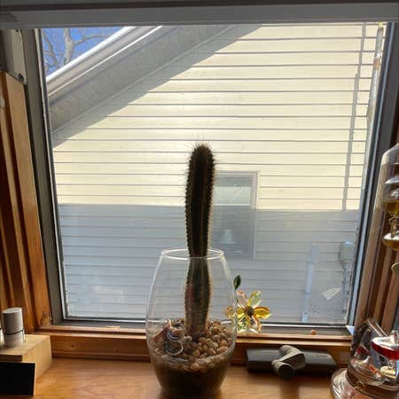 Photo of the plant species column cactus by Jennifer named Coco on Greg, the plant care app