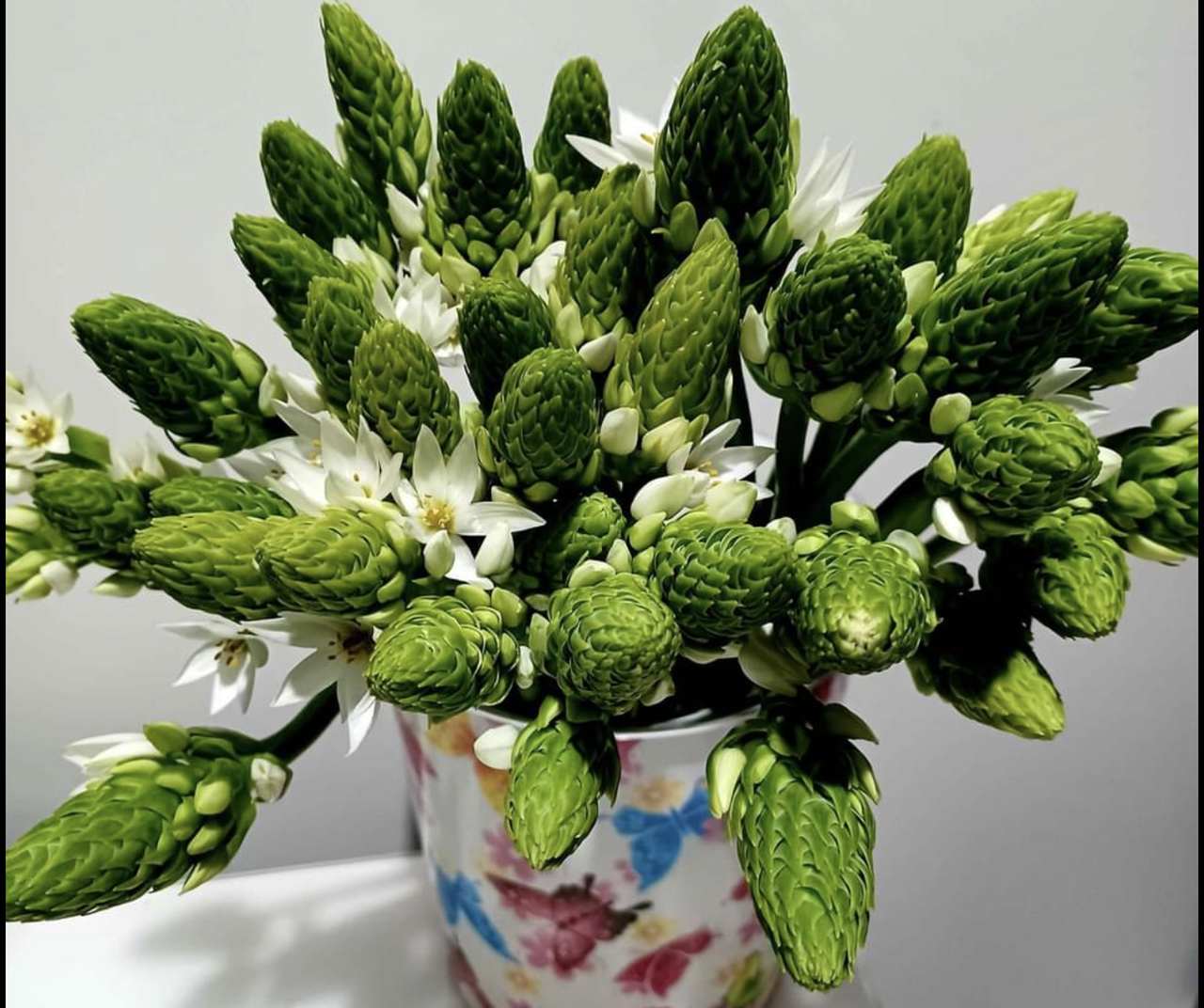 Photo of the plant species Arabian starflower by Ana named Ani on Greg, the plant care app