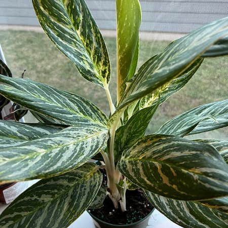 Photo of the plant species Chinese Evergreen 'Golden Madonna' by @irararah named Eve on Greg, the plant care app