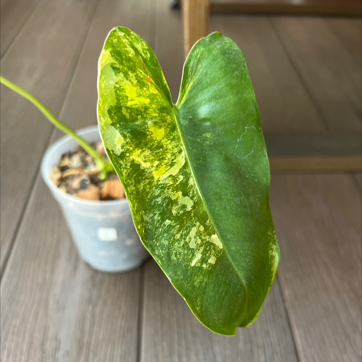 Burle Marx Variegata plant with a variegated leaf in a small pot.