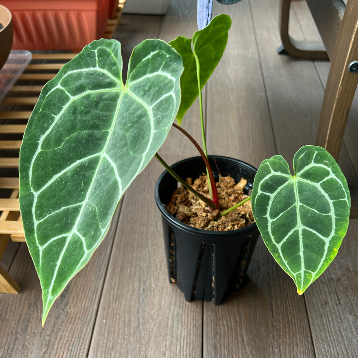 Photo of the plant species Anthurium crystallinum magnificum by Bernard named Anthurium Crystallisum on Greg, the plant care app