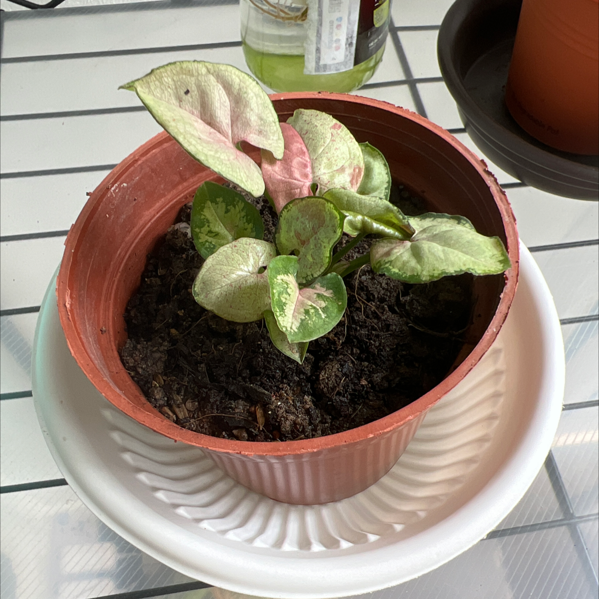 Syngonium 'Milk Confetti' plant in a small pot with variegated leaves.
