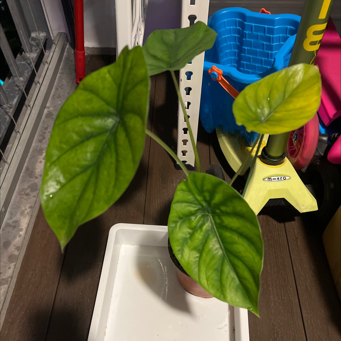 Alocasia Green Shield plant with large green leaves in a pot on a tray indoors.