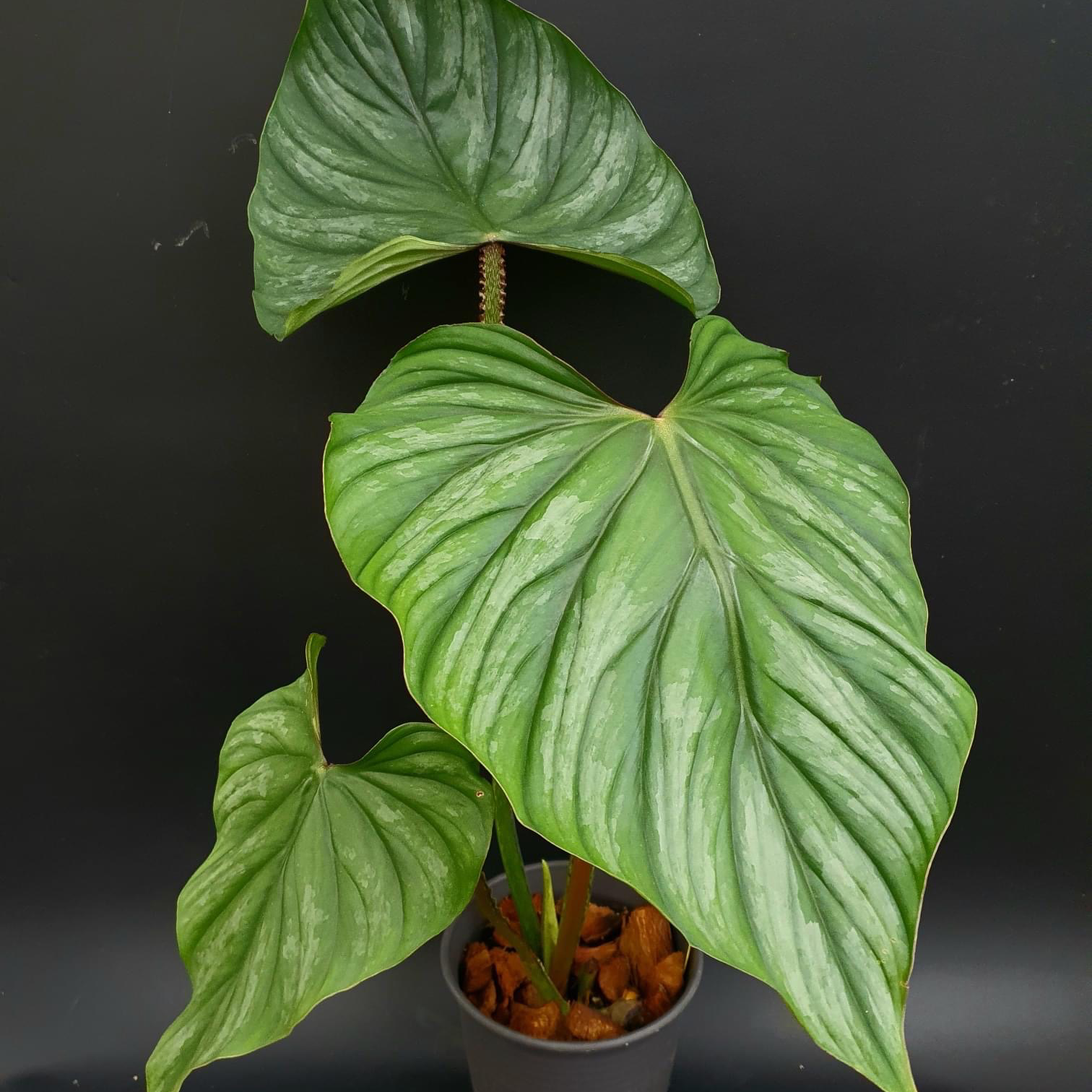 Philodendron plowmanii plant with large, healthy green leaves in a pot.
