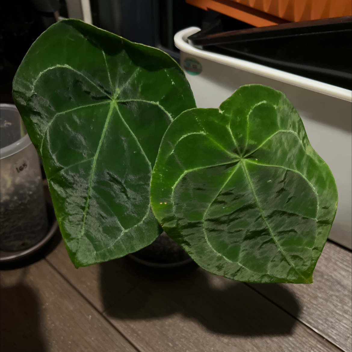 Two large, glossy leaves of an Anthurium forgetii plant, appearing healthy.