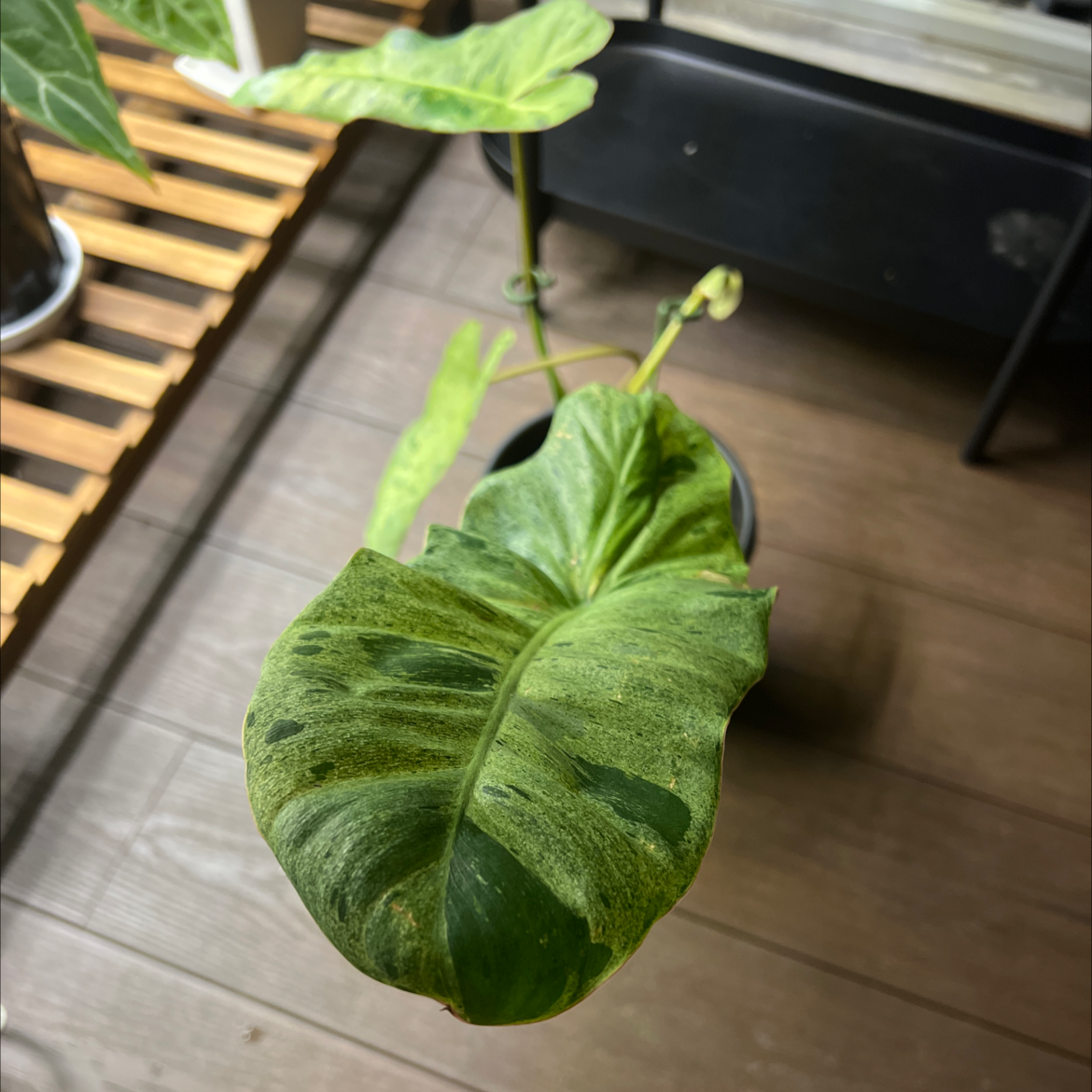 Paraiso Verde Philodendron plant with yellowing and browning leaves, potted on a wooden surface.