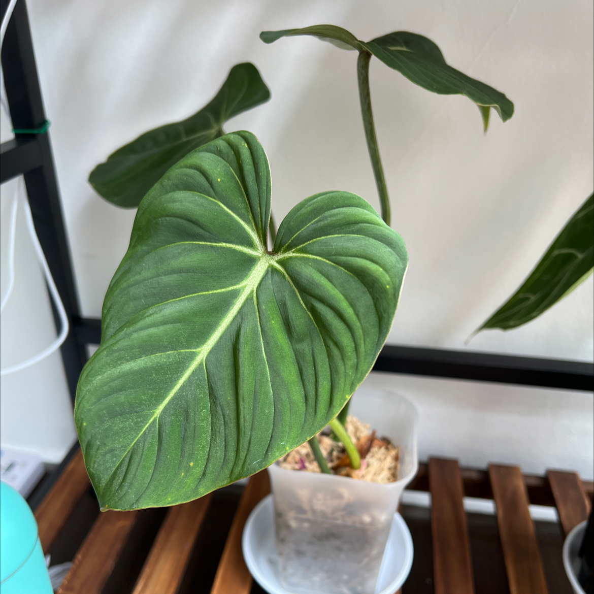 Photo of the plant species Philodendron gloriosum by Bernard named Philodendron Gloriosum on Greg, the plant care app