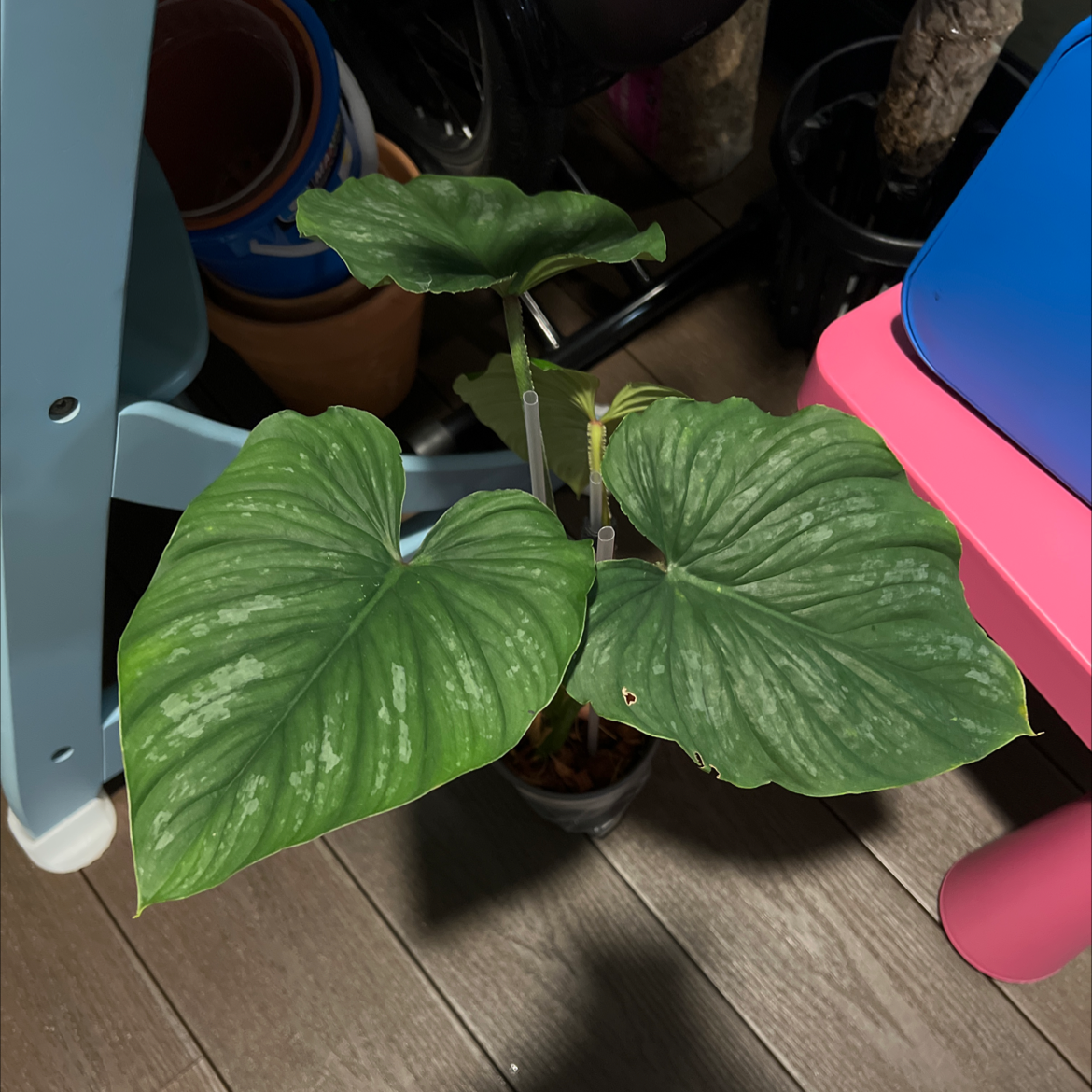 Philodendron 'Silver Cloud' plant with large green leaves and silver variegation.