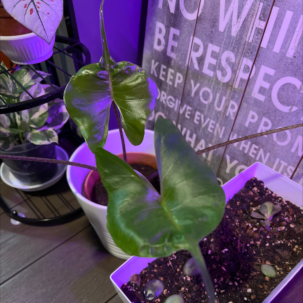 Photo of the plant species Stingray Elephant Ear by Bernard named Alocasia Stingray on Greg, the plant care app