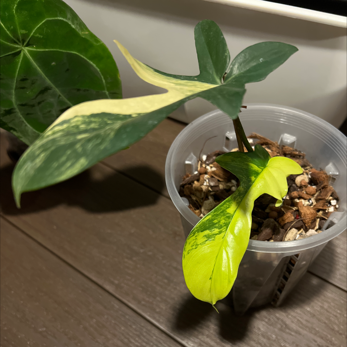 Philodendron 'Florida Beauty' plant with variegated leaves in a transparent pot. Some yellowing and browning visible.