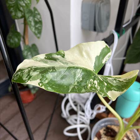 Photo of the plant species Variegated Alocasia by Bernard named Alocasia Macrorrhiza Varigated on Greg, the plant care app
