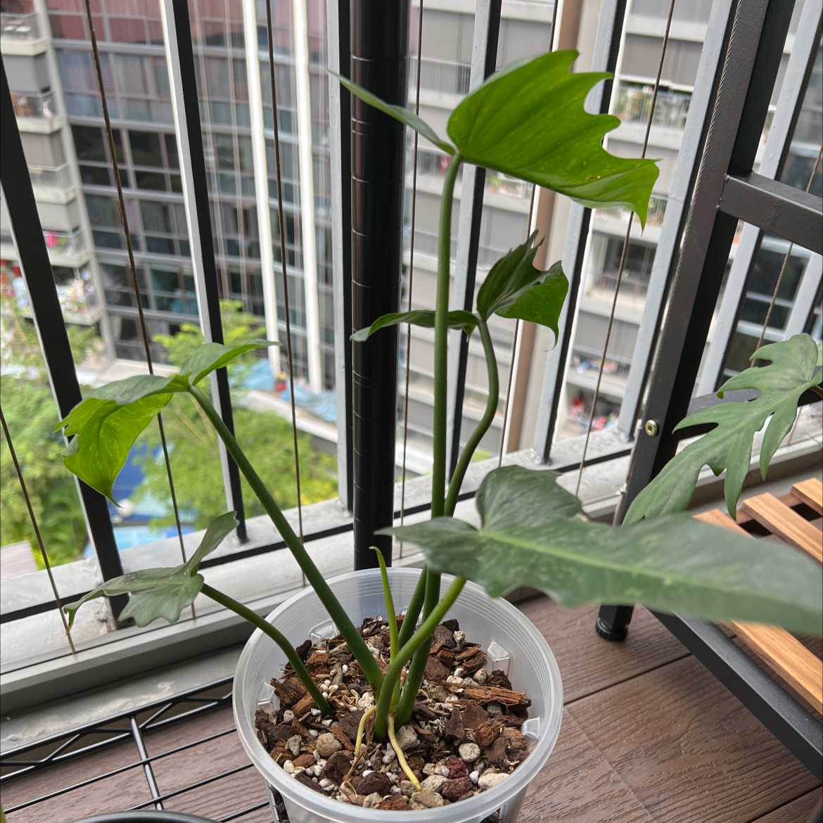 Photo of the plant species Philodendron 'Lime Fiddle' by Bernard named Philodendron Golden Dragon on Greg, the plant care app