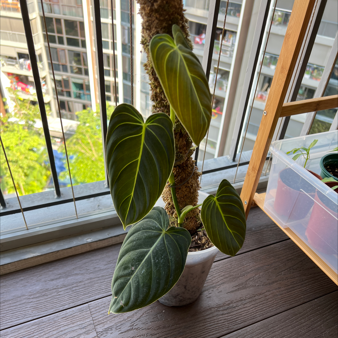 Black Gold Philodendron plant in a pot with a moss pole, healthy green leaves.