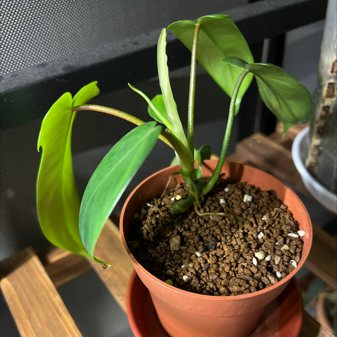 Philodendron 'Florida Beauty' plant in a small pot with visible soil.