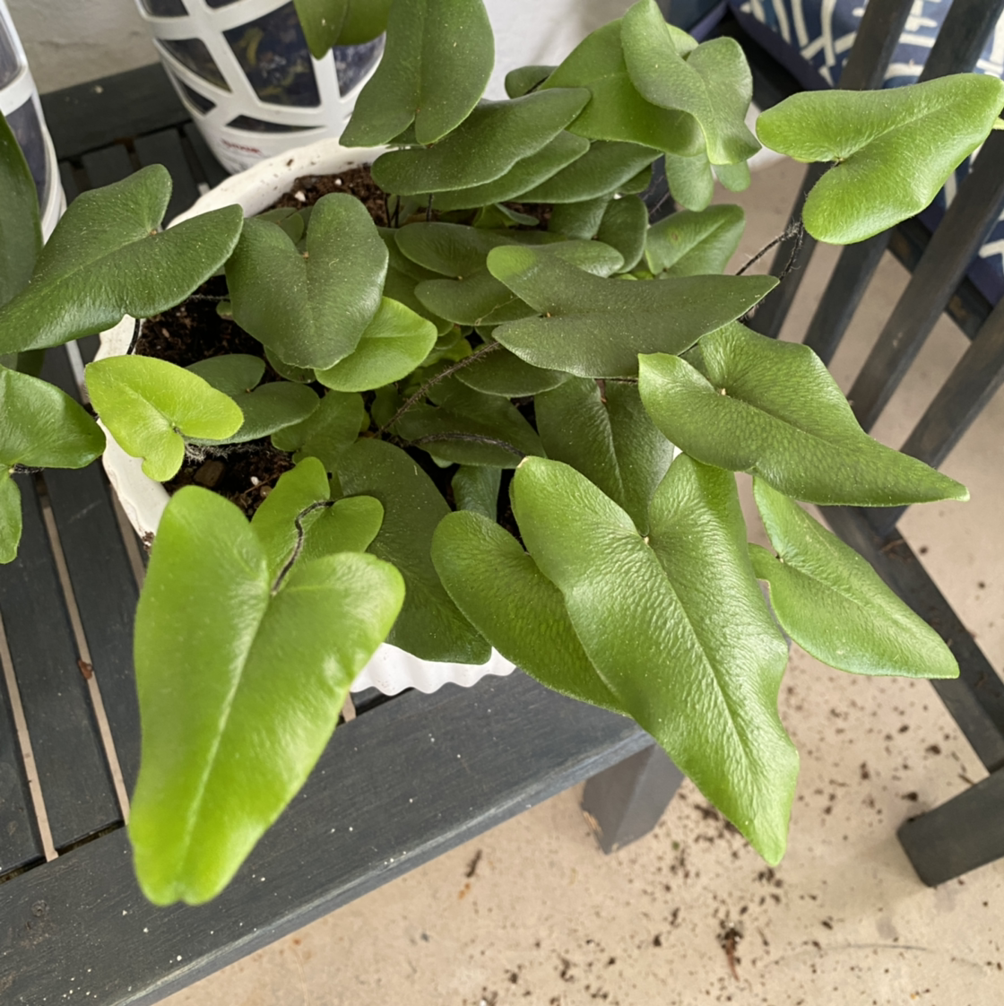 Heart Fern plant in a white pot with vibrant green leaves on a dark surface.
