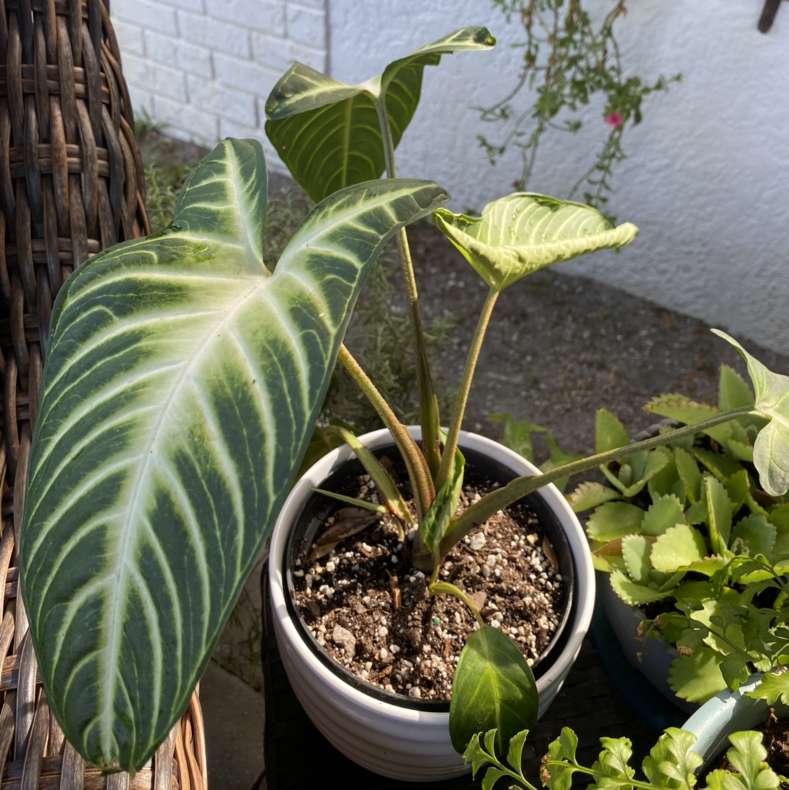 Caladium lindenii 'Magnificum' plant in a pot with vibrant green leaves and white veins.