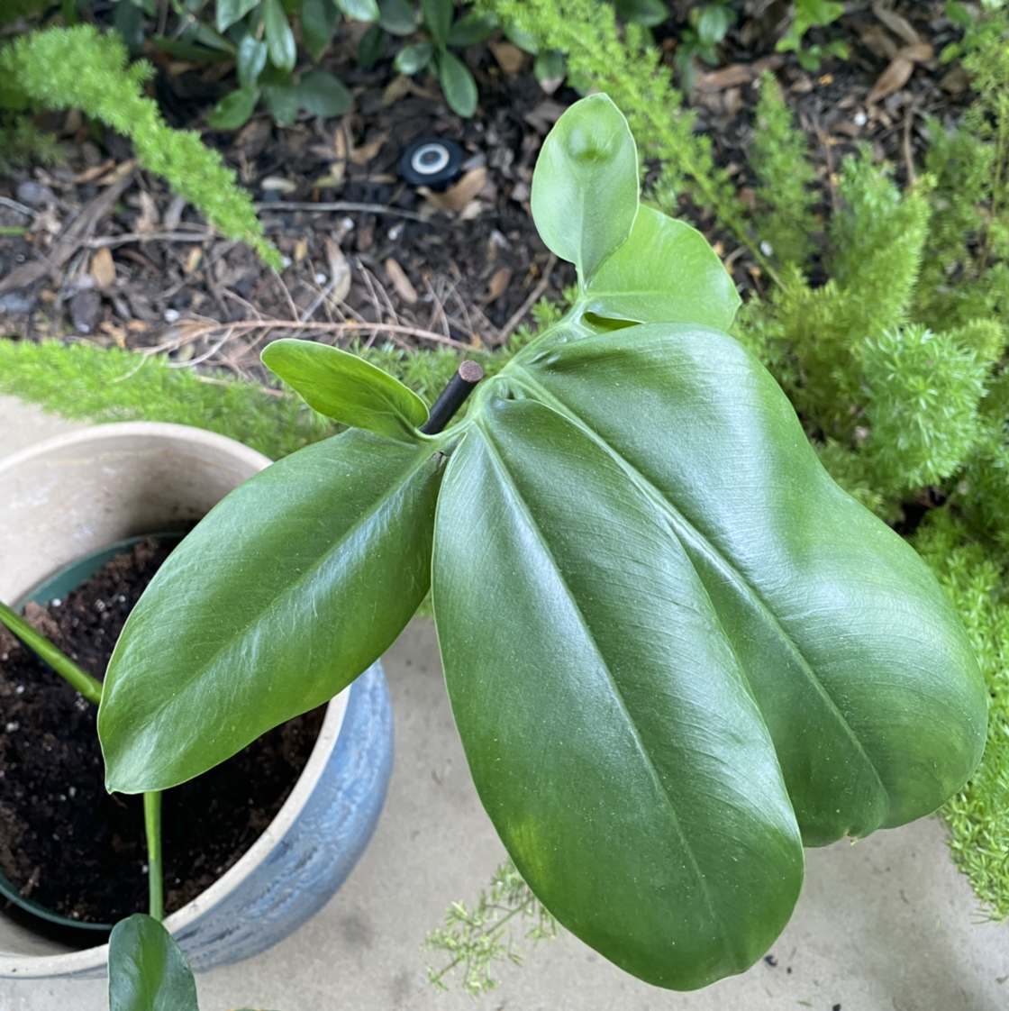 Thaumatophyllum spruceanum plant with healthy green leaves in a pot.