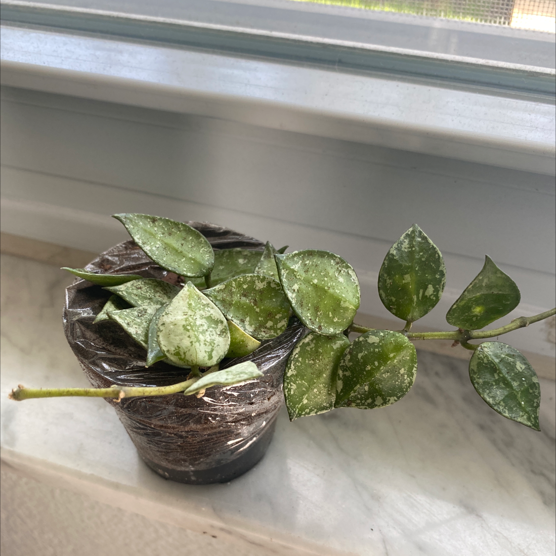 Hoya krohniana plant with green leaves and white powdery substance, potted and placed on a windowsill.