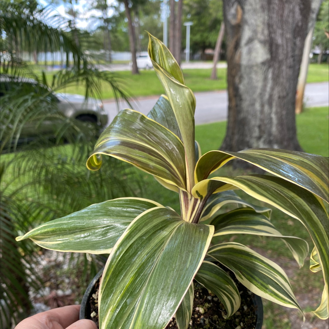 Photo of the plant species Mocha Latte Ti Plant by @NurseJennyG named Mocha on Greg, the plant care app