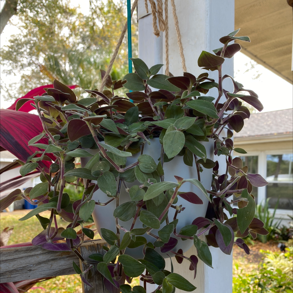 Hanging plant identified as Baby Bunny Bellies with green and purple leaves, background includes house and garden.