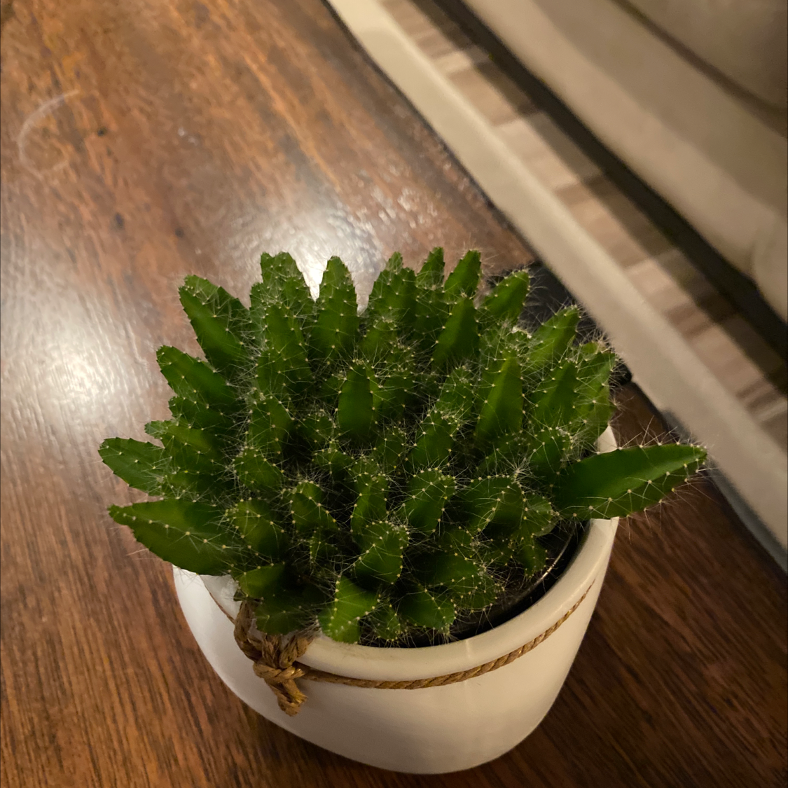 Lady-Finger Hedgehog Cactus in a white pot on a wooden surface.