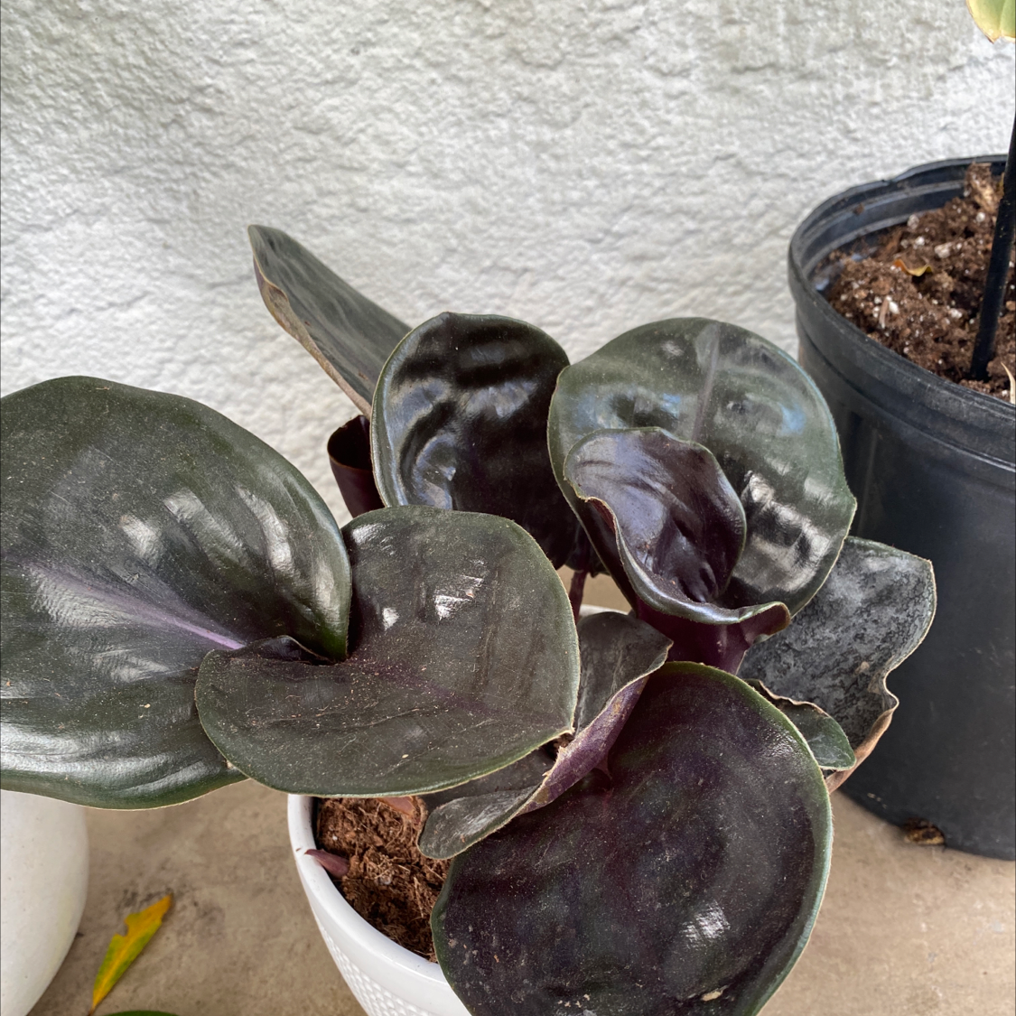 Geogenanthus ciliatus plant with dark, glossy leaves in a pot with visible soil.