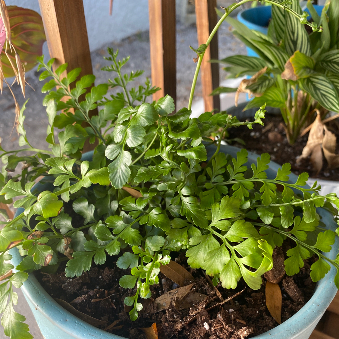 Potted Black Spleenwort plant with healthy green foliage.