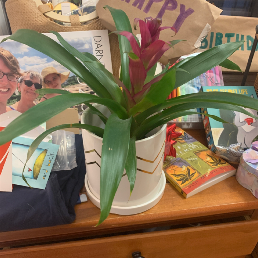 Blushing Bromeliad with green leaves and red inflorescence in a white pot.
