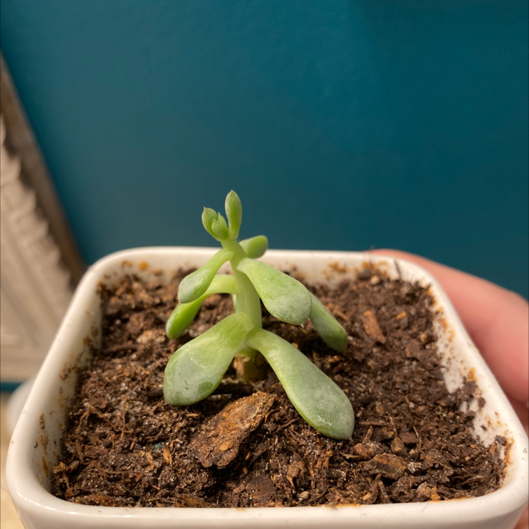 Photo of the plant species Crassula 'Burgundy' by Lily named Your plant on Greg, the plant care app