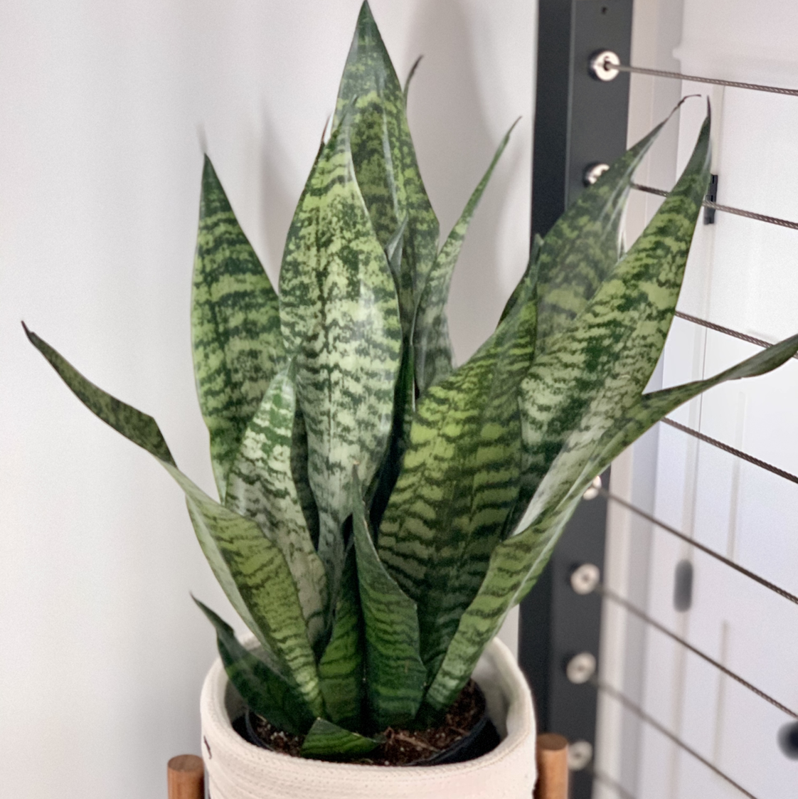 Healthy Zeylanica Snake Plant with vibrant green leaves in a white pot.