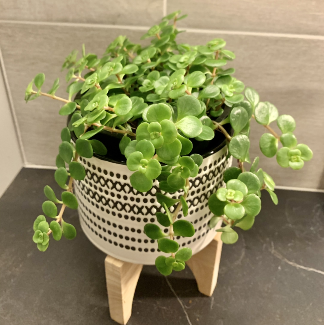 Healthy Woodland Stonecrop plant in a decorative pot on a stand.