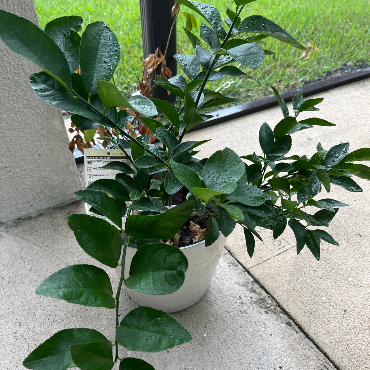 Potted Mock Orange plant with glossy green leaves on a patio.
